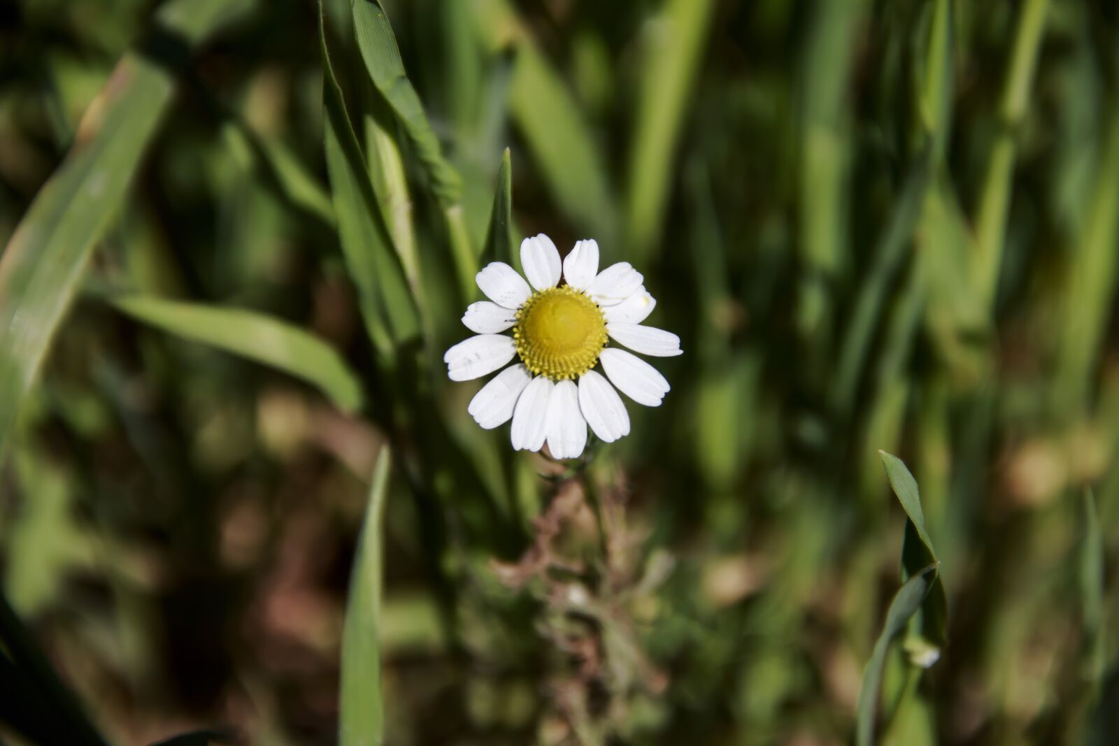 Canon EOS 650D (EOS Rebel T4i / EOS Kiss X6i) sample photo. Flower, daisy, closeup photography