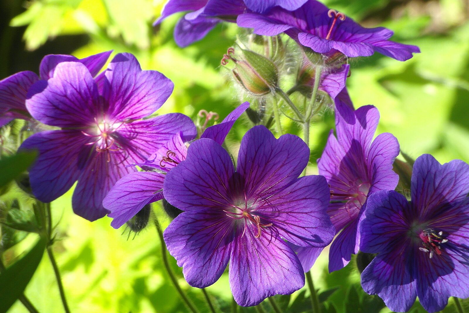 Samsung WB750 sample photo. Geranium wielkop atkowy, cranesbill photography