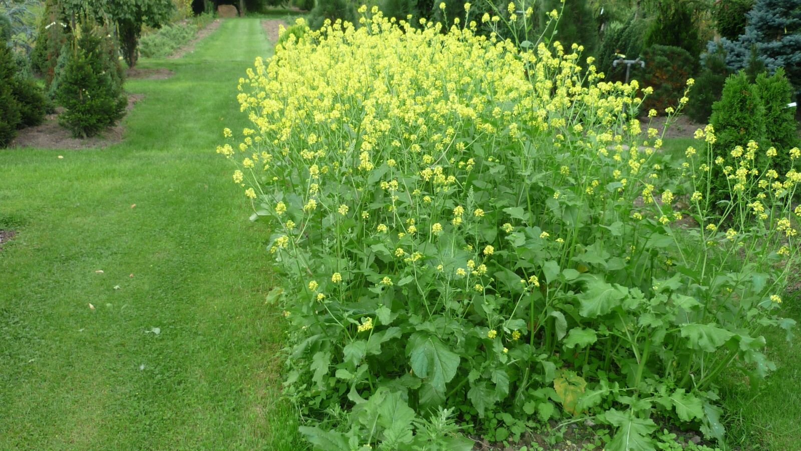 Panasonic Lumix DMC-FS6 sample photo. Mustard, flower, yellow photography