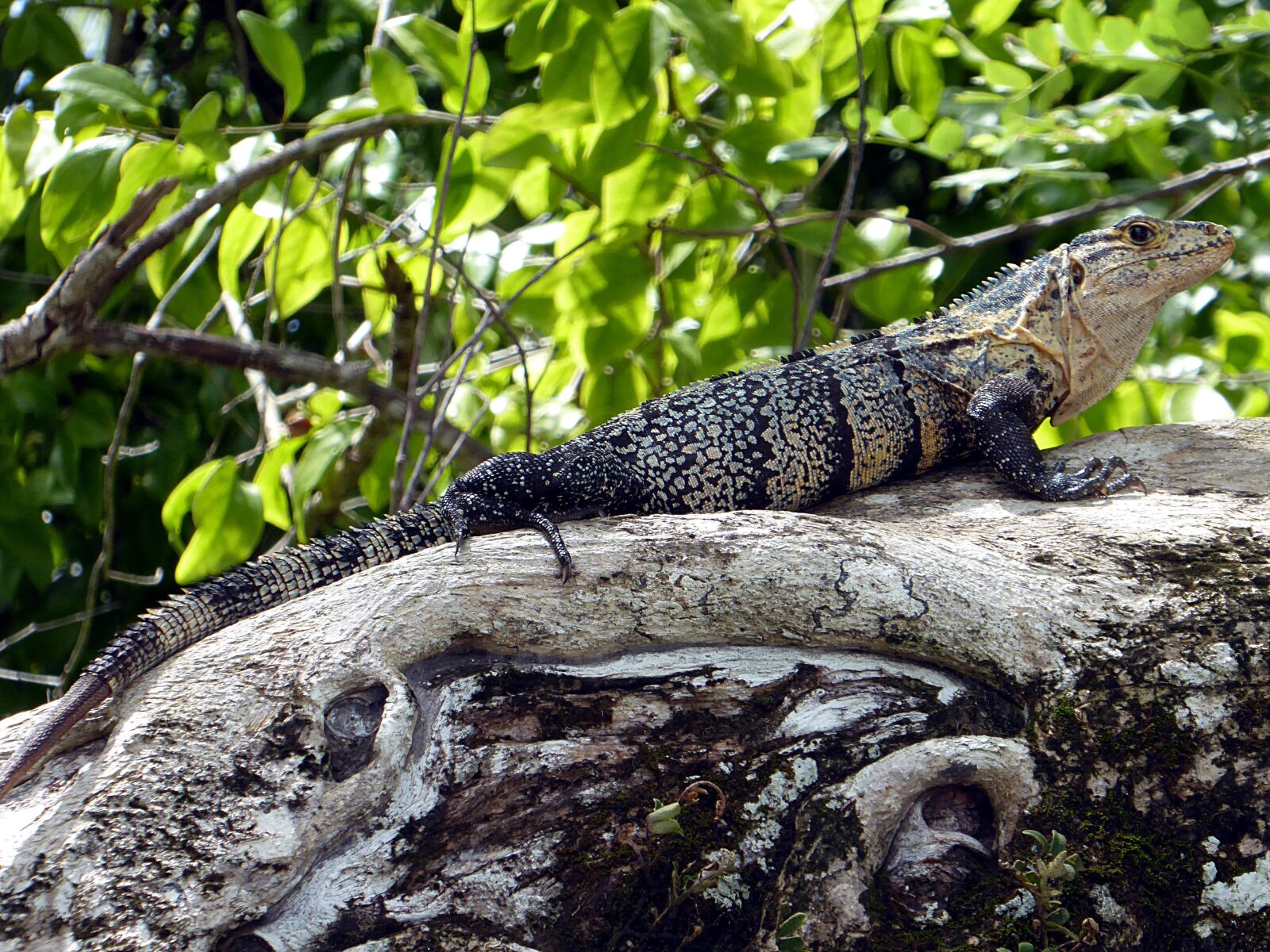Panasonic Lumix DMC-ZS50 (Lumix DMC-TZ70) sample photo. Iguana, reptile, yellow photography