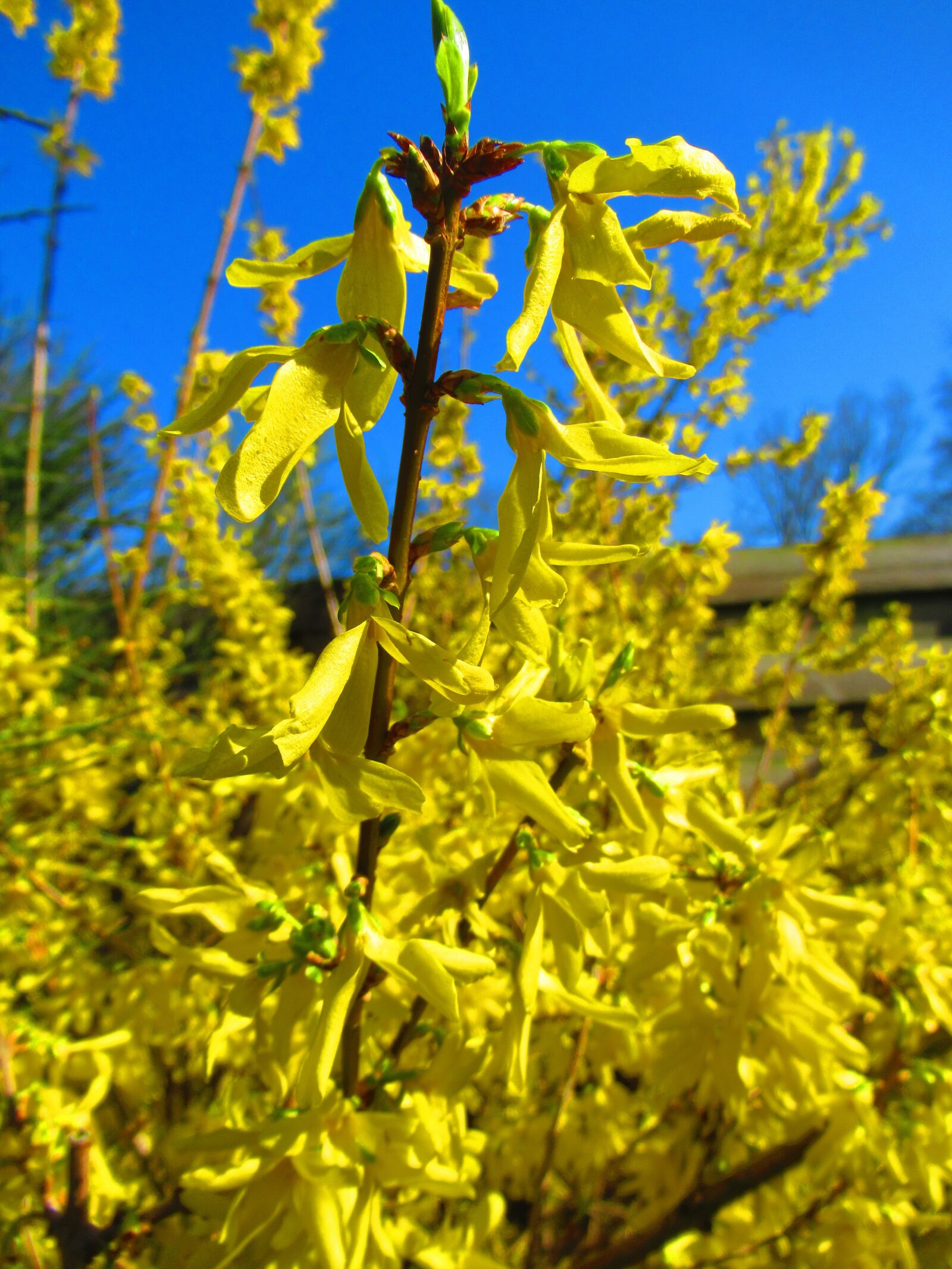 Canon PowerShot SX620 HS sample photo. Spring, blossom, yellow photography