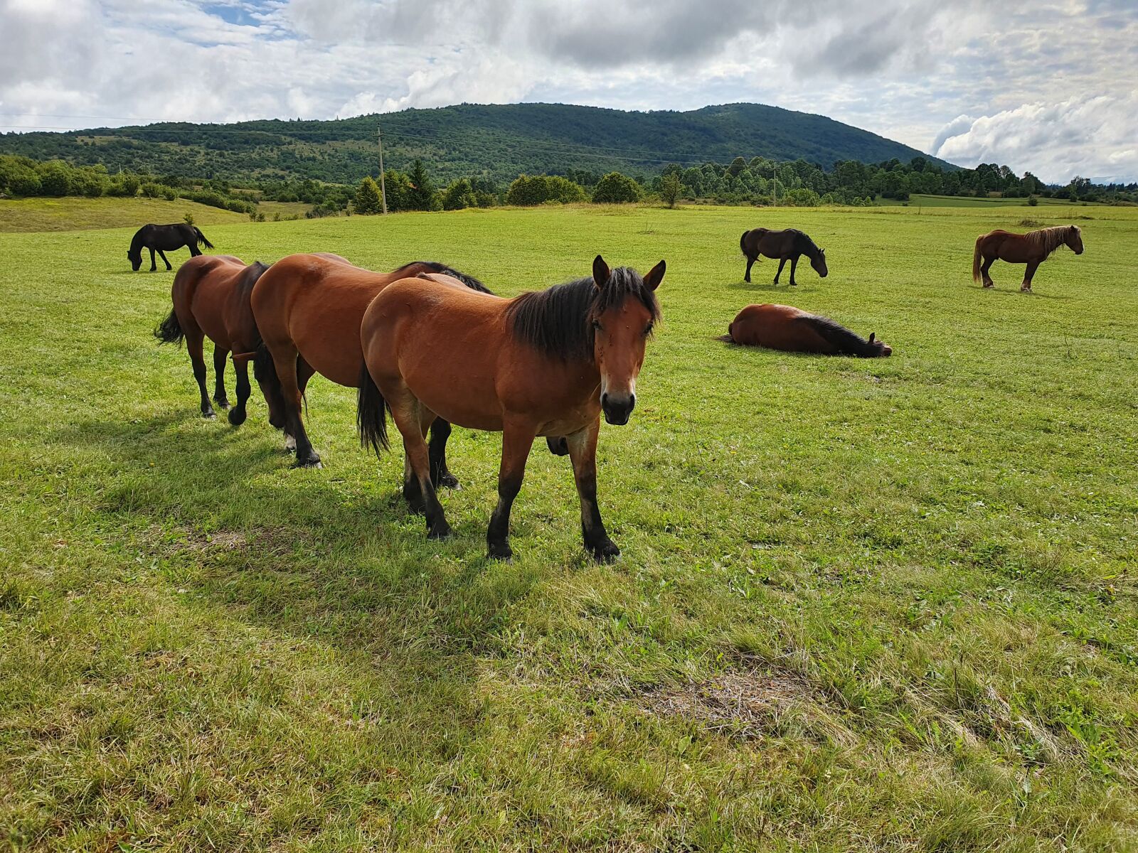 Samsung Galaxy S10 sample photo. Horse, herd, dust photography