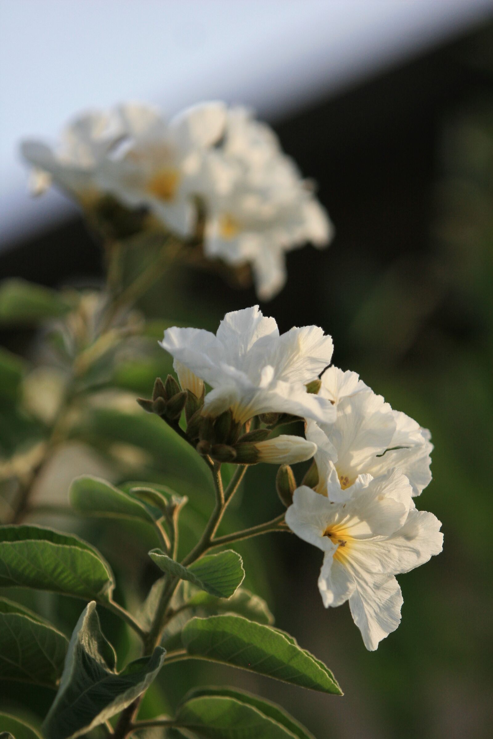 Canon EOS 30D sample photo. Texas olive tree, white photography