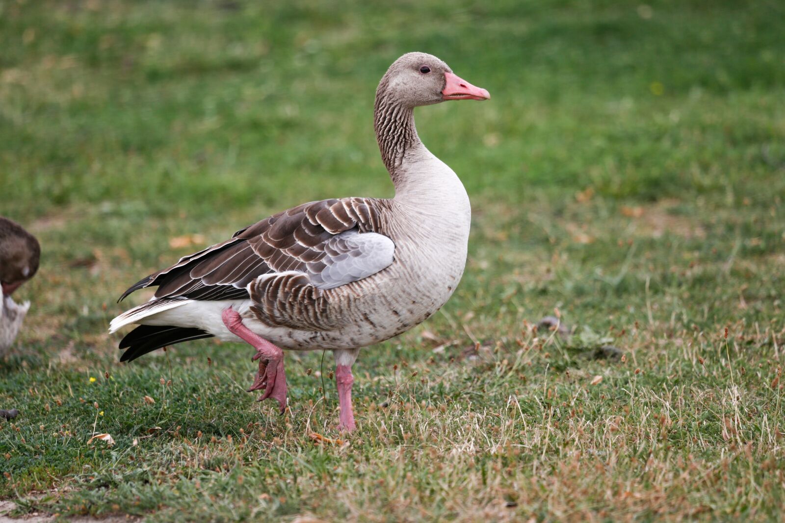 Canon EF 100-400mm F4.5-5.6L IS USM sample photo. Goose, meadow, bird photography