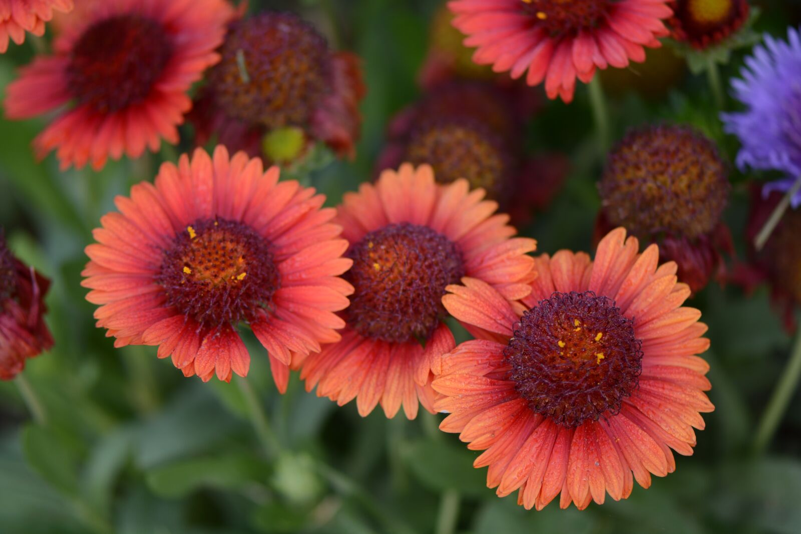 Nikon D7100 sample photo. Flowers, indian blanket, firewheel photography
