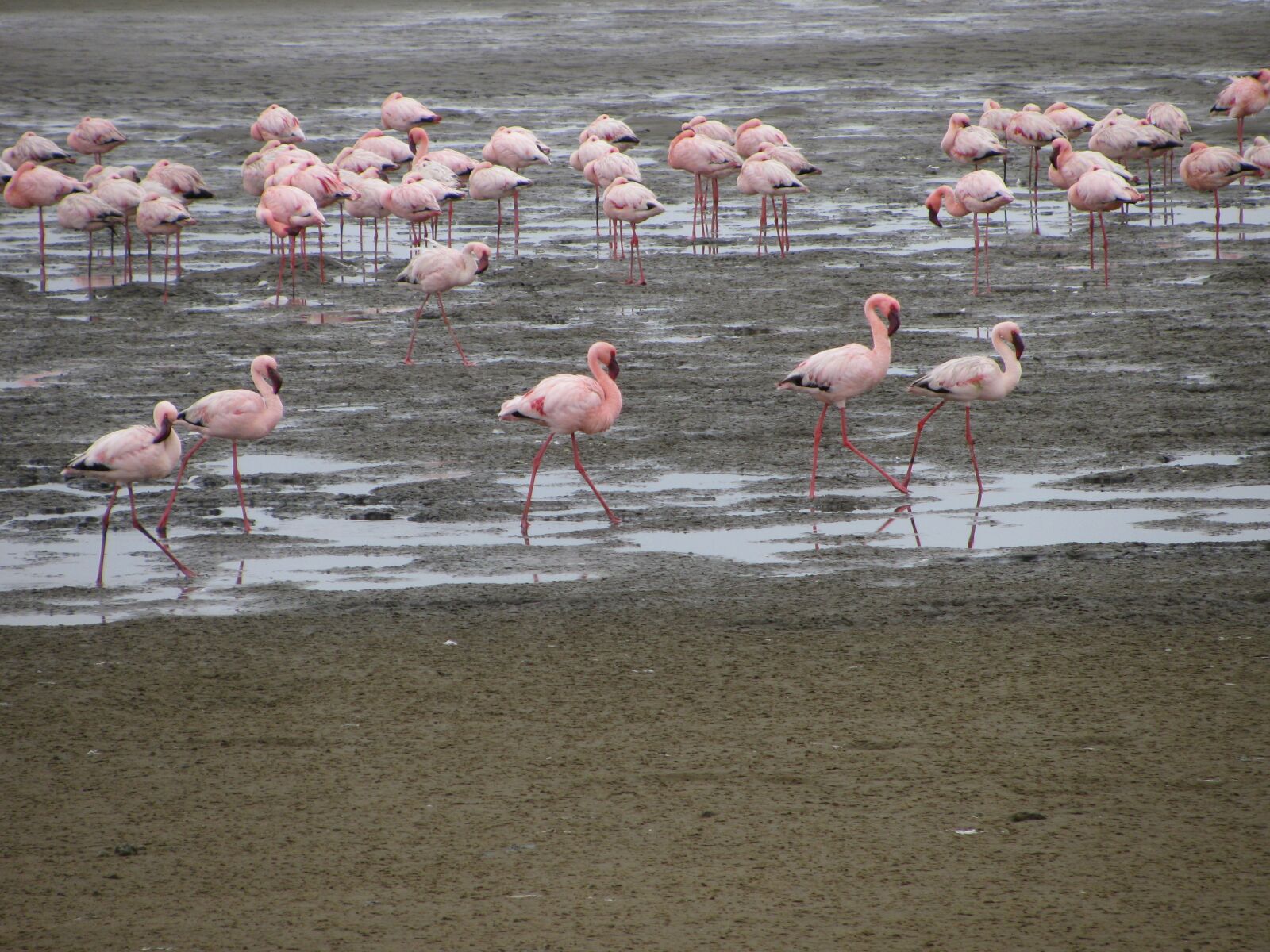 Canon PowerShot SX110 IS sample photo. "Namibia, birds, flamingo" photography