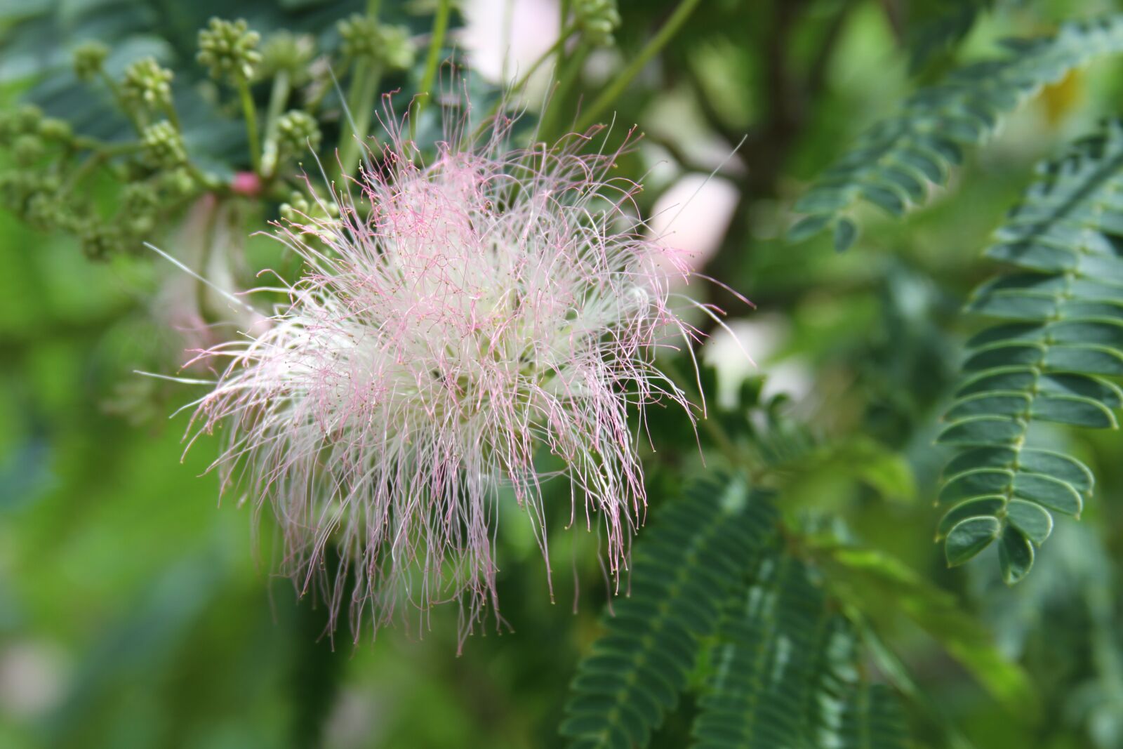 Canon EOS 7D sample photo. Tree, flower, nature photography