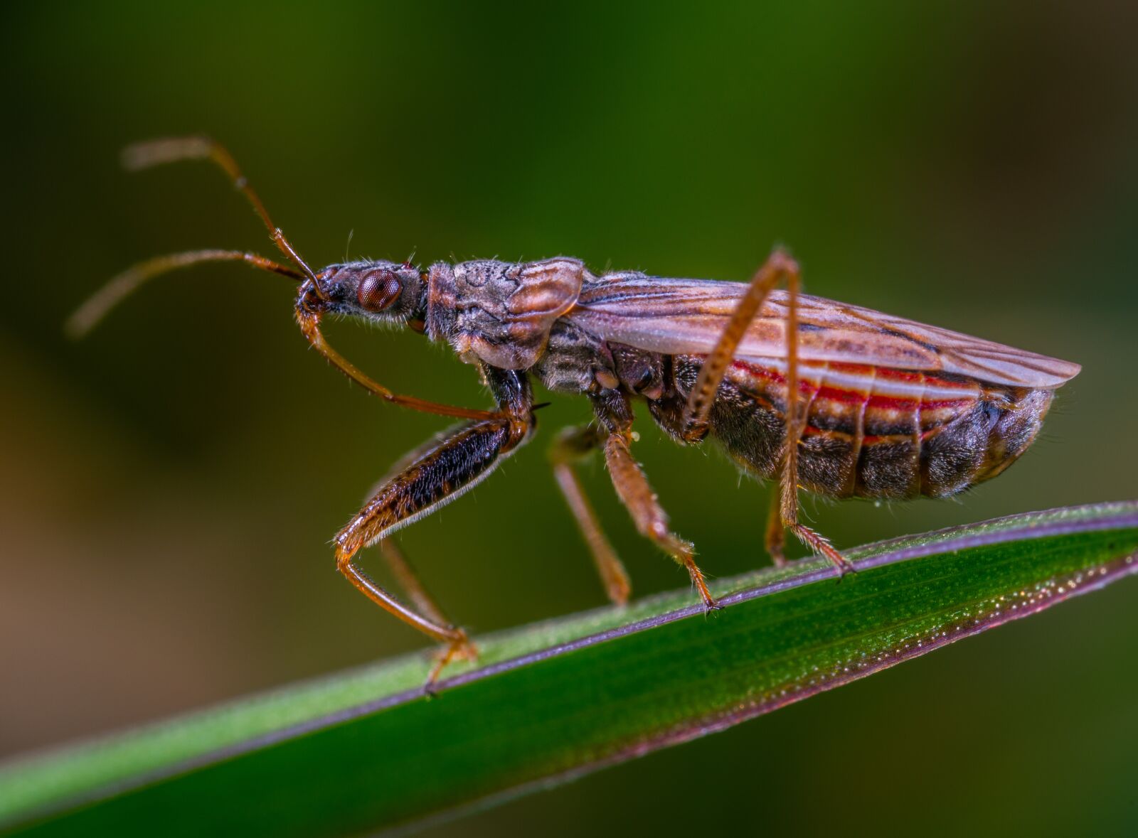 #124 65/2.8 sample photo. Macro, insect photography