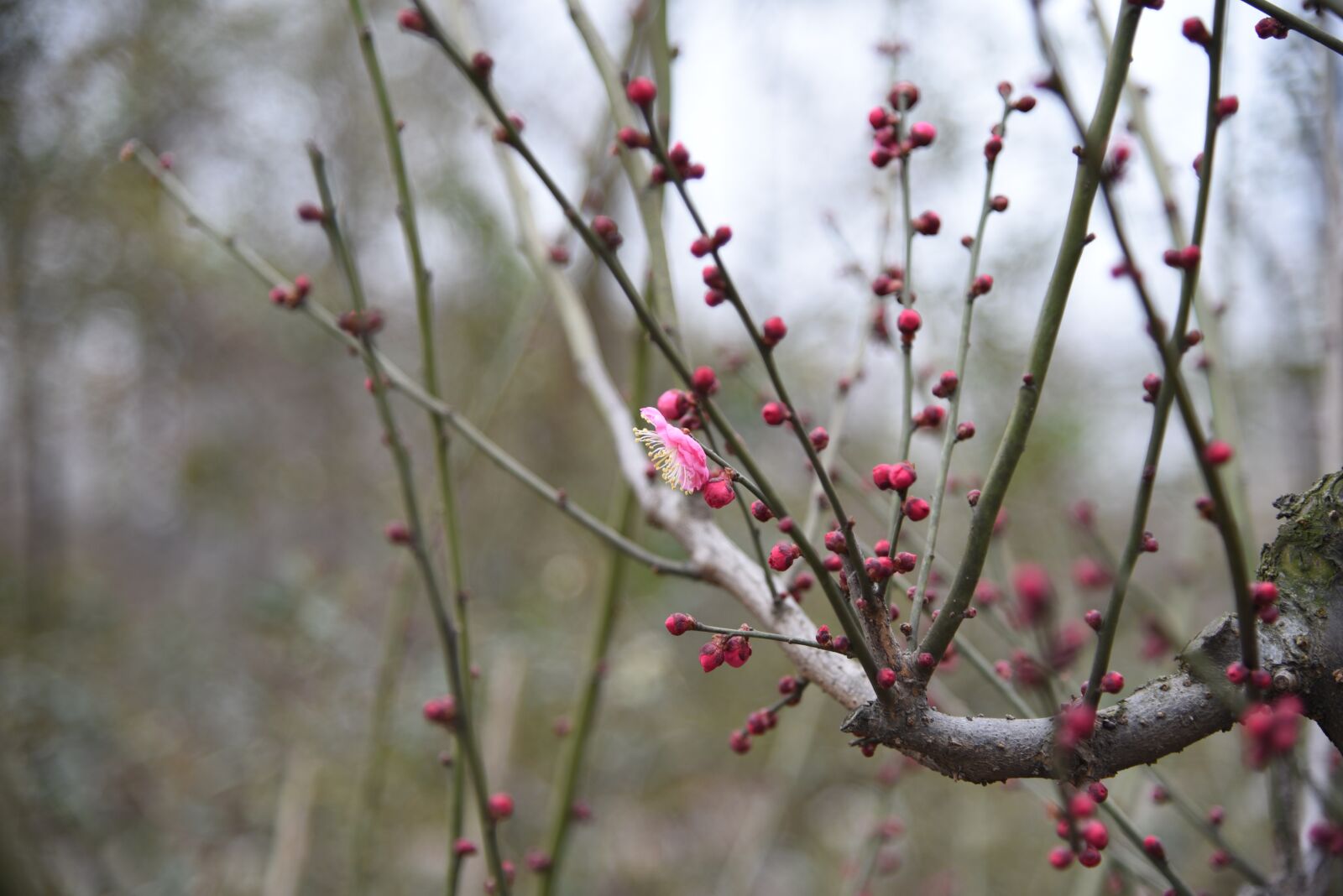 Nikon D750 sample photo. Plum blossom, peach blossom photography
