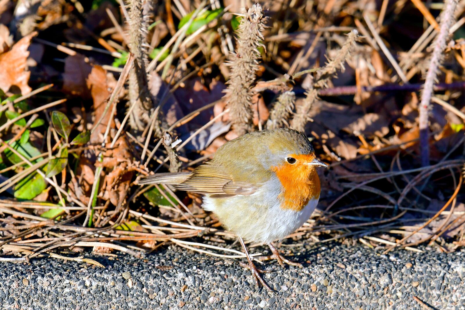 Nikon D500 sample photo. Songbirds, robin, birds photography