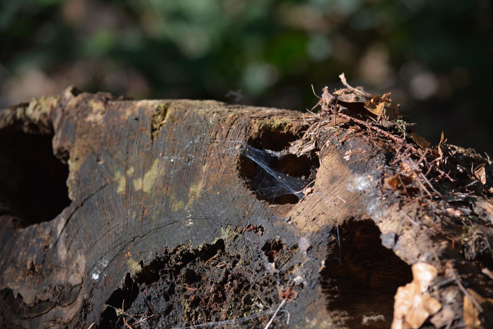 Nikon D7100 sample photo. Forest, autumn, spider web photography