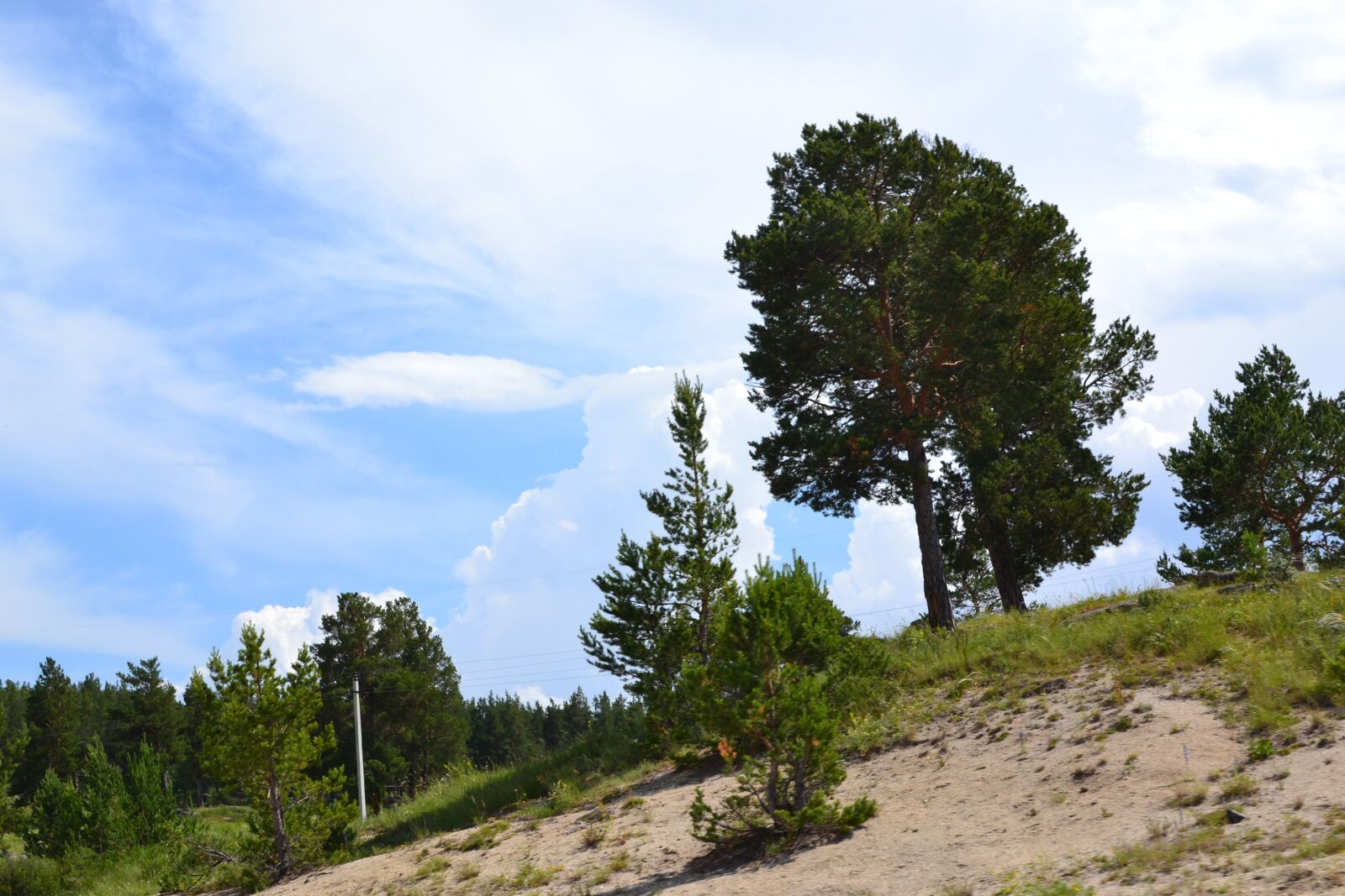 Nikon D3100 sample photo. Pine, mountain, trees photography