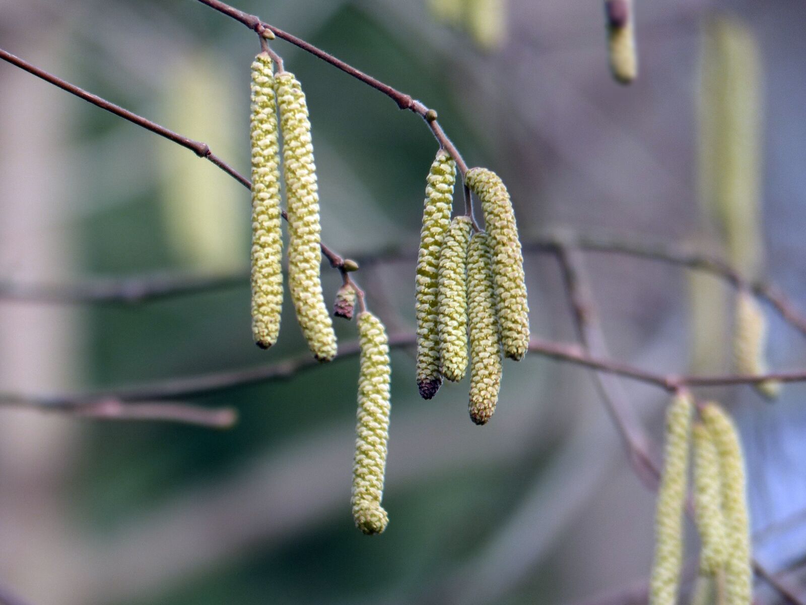 Panasonic Lumix DMC-FZ200 sample photo. Tree, birch, birch catkins photography