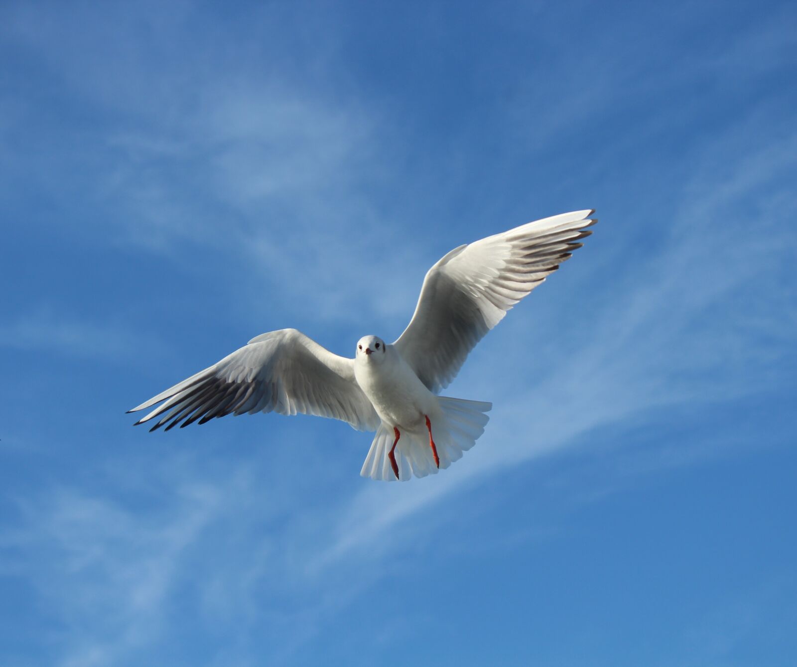 Canon EOS 1300D (EOS Rebel T6 / EOS Kiss X80) sample photo. Seagull, bird, gulls photography