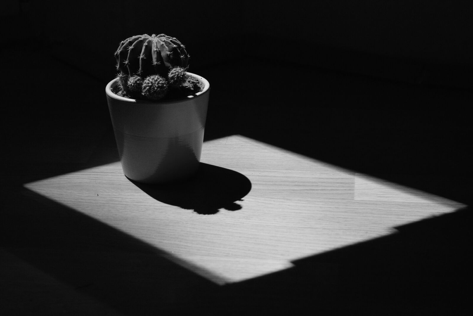 Nikon D3300 sample photo. Cactus, shadow, plant photography