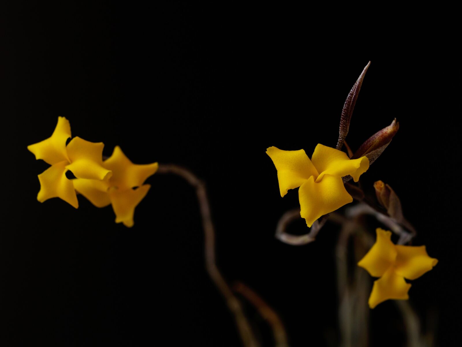 Olympus E-500 (EVOLT E-500) sample photo. Sukulent, flower, yellow photography