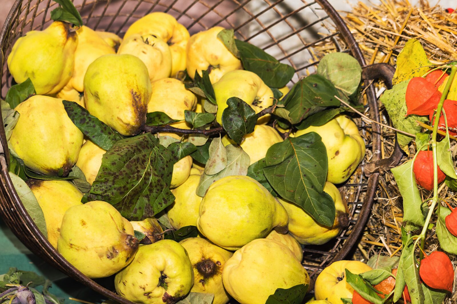 Canon EOS 77D (EOS 9000D / EOS 770D) sample photo. Thanksgiving, festival, quince photography