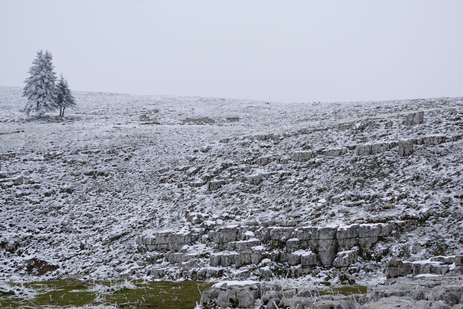 Sony DT 16-50mm F2.8 SSM sample photo. Fog, winter, tree photography