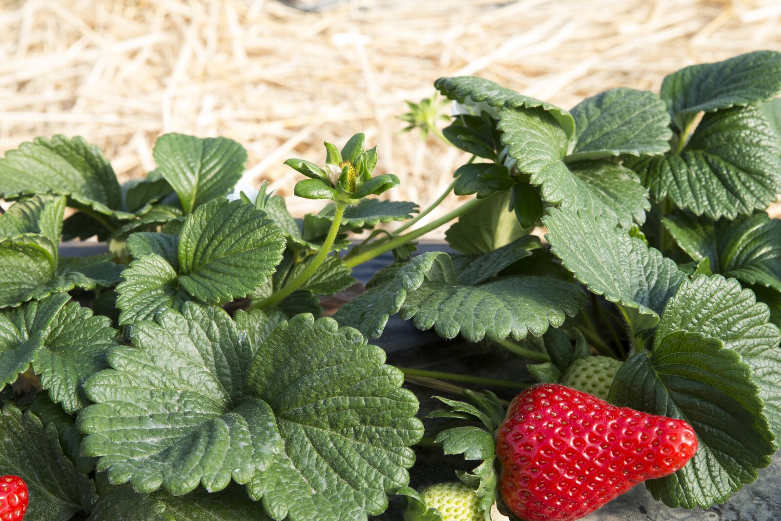 Nikon D610 sample photo. Plant, strawberry, candonga photography