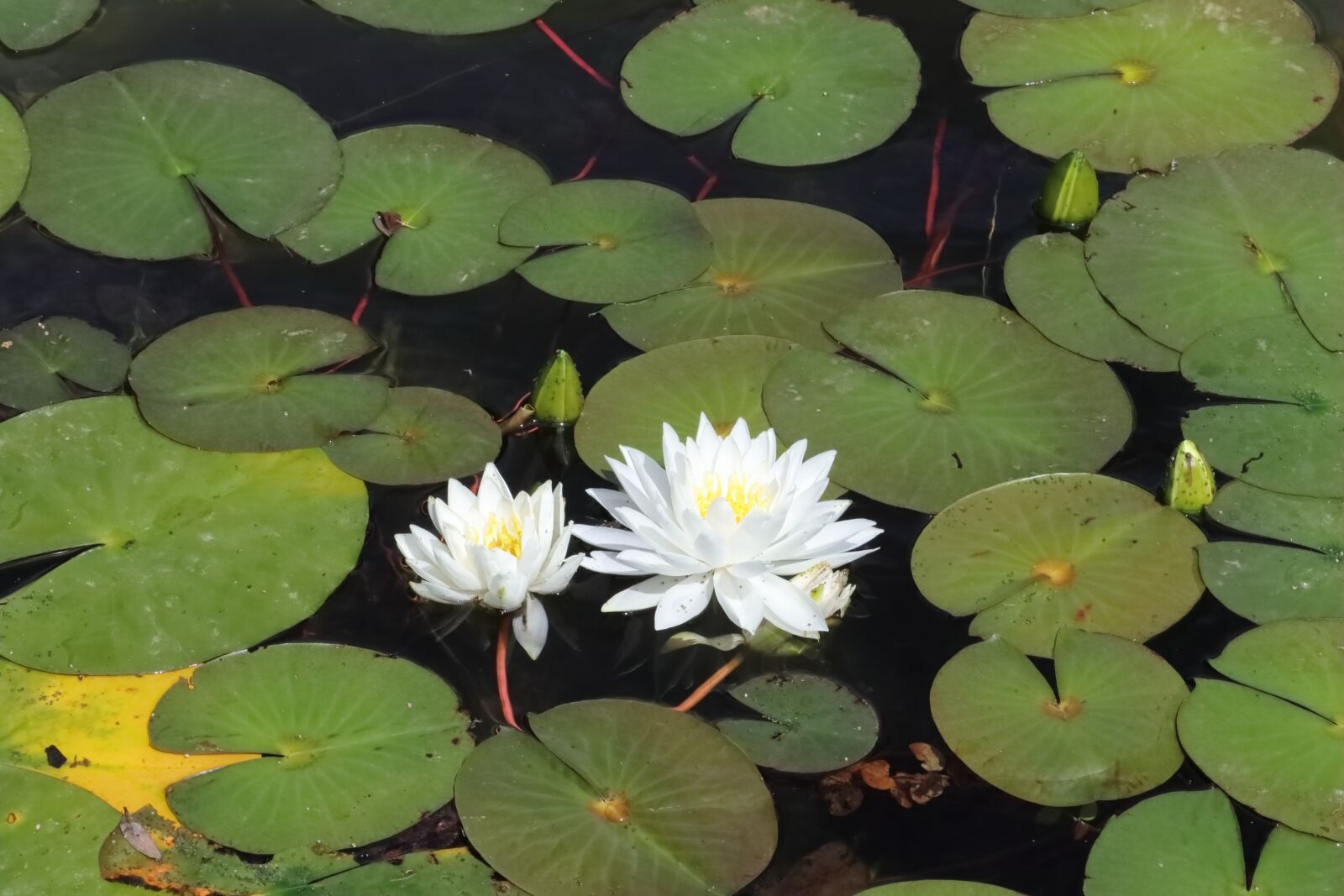 Tamron SP 90mm F2.8 Di VC USD 1:1 Macro sample photo. Water lily, water, pond photography