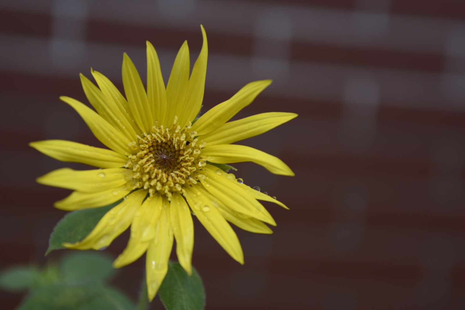 Nikon D7200 sample photo. Flower, summer, yellow flower photography