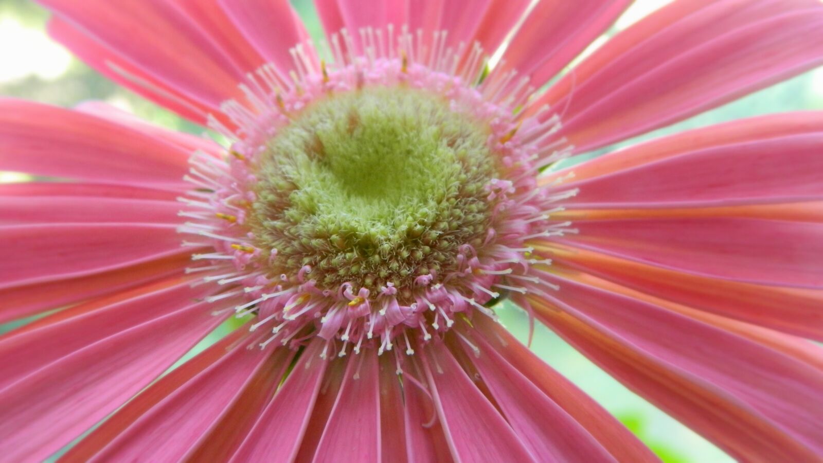 Nikon Coolpix L120 sample photo. Macro, pink, gerbera photography