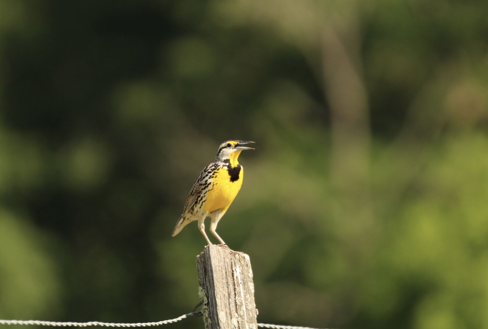 Canon EOS 1300D (EOS Rebel T6 / EOS Kiss X80) + Canon EF 100-400mm F4.5-5.6L IS II USM sample photo. Nature, bird, feather photography