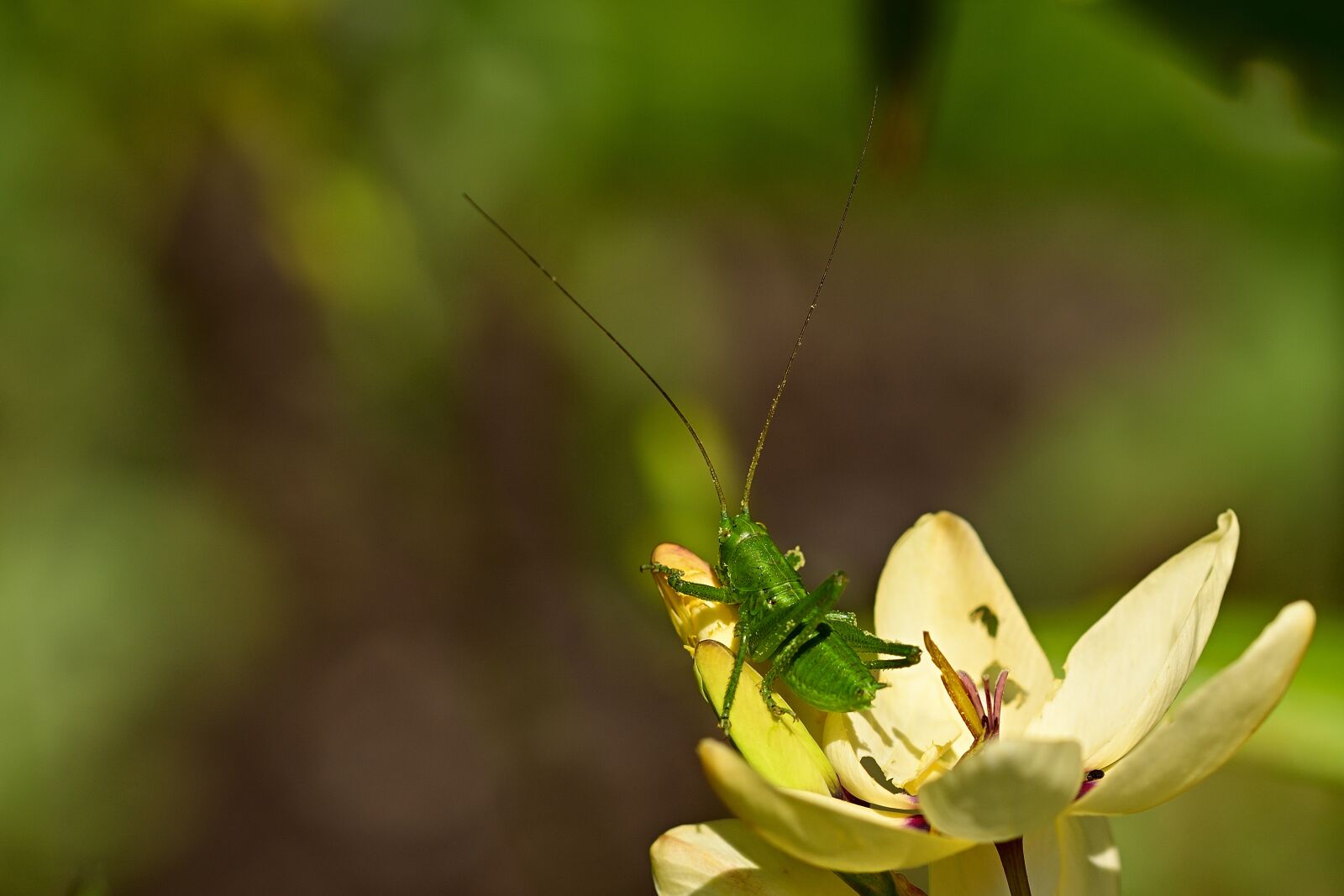 Nikon D5200 sample photo. Insect, grasshopper, blossom photography