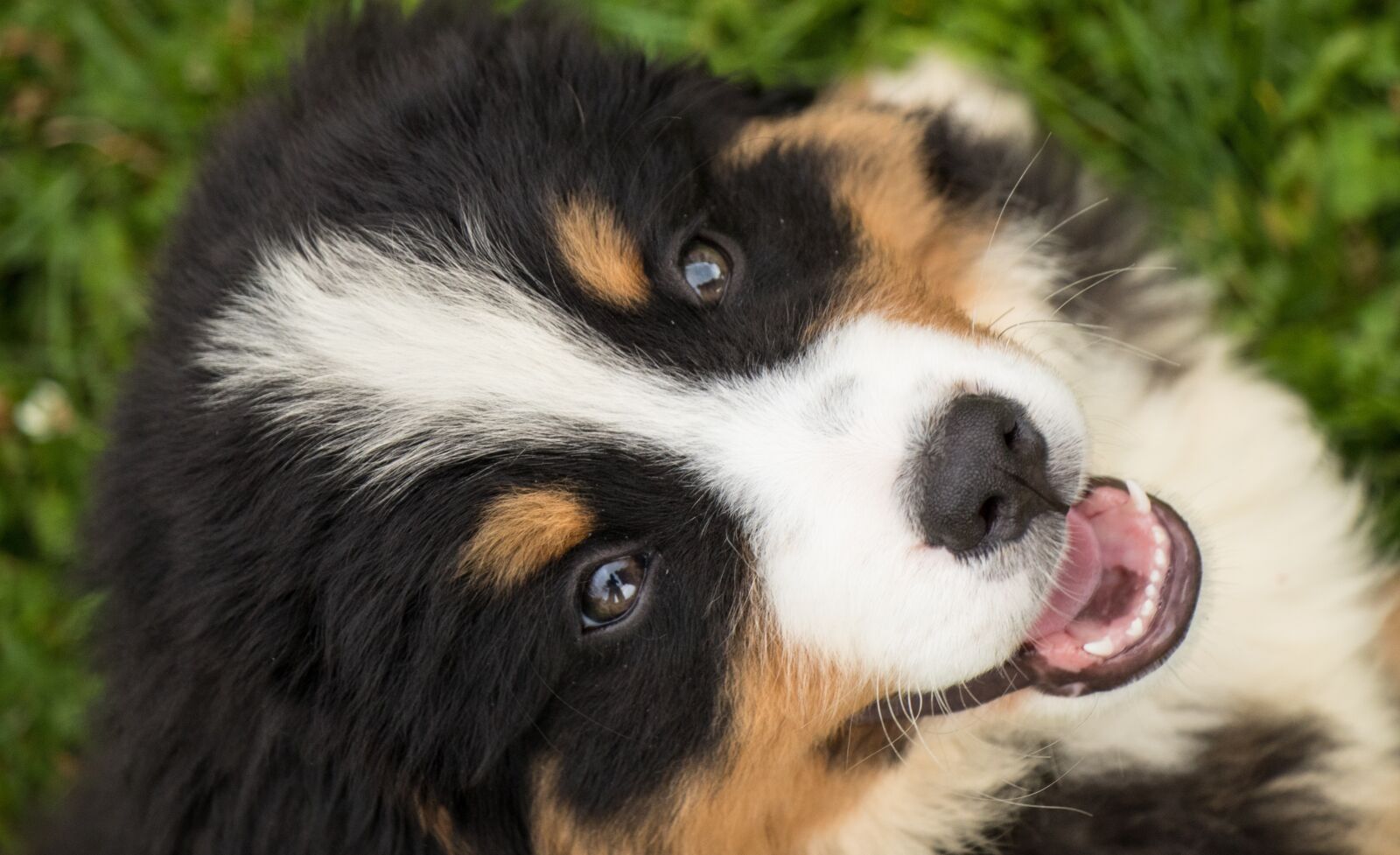Canon EOS 80D sample photo. Puppy, dog, black photography
