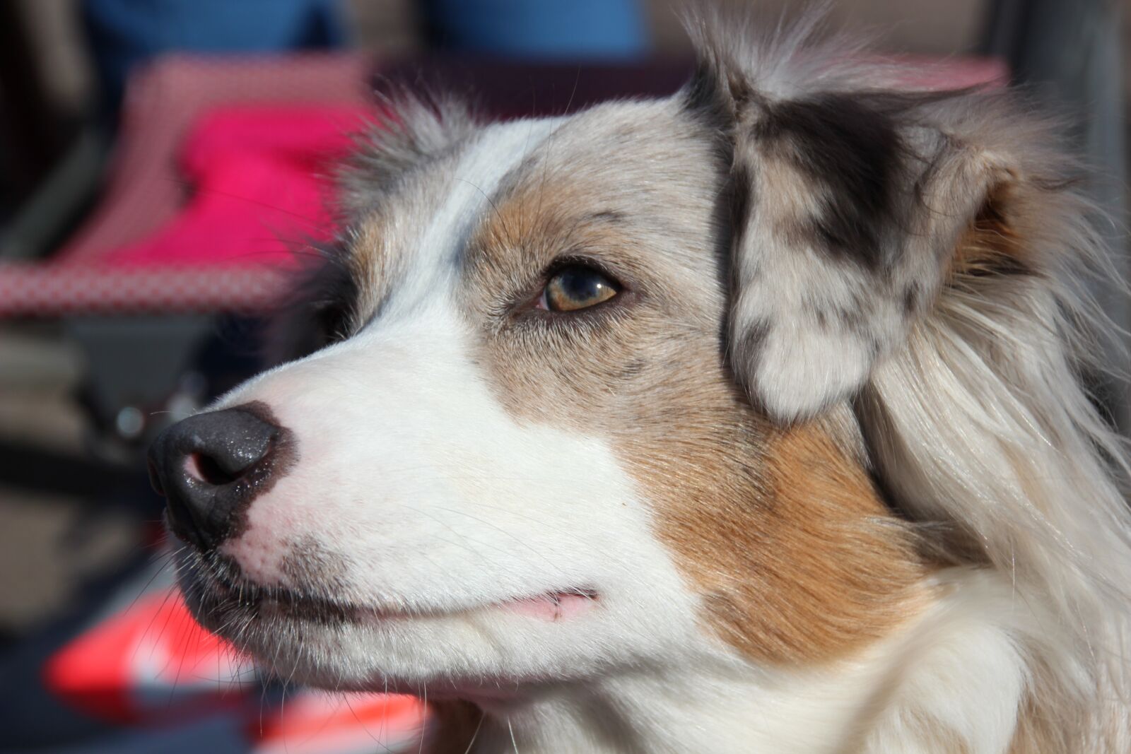 Canon EOS 600D (Rebel EOS T3i / EOS Kiss X5) sample photo. Australian shepherd, dog, mini photography