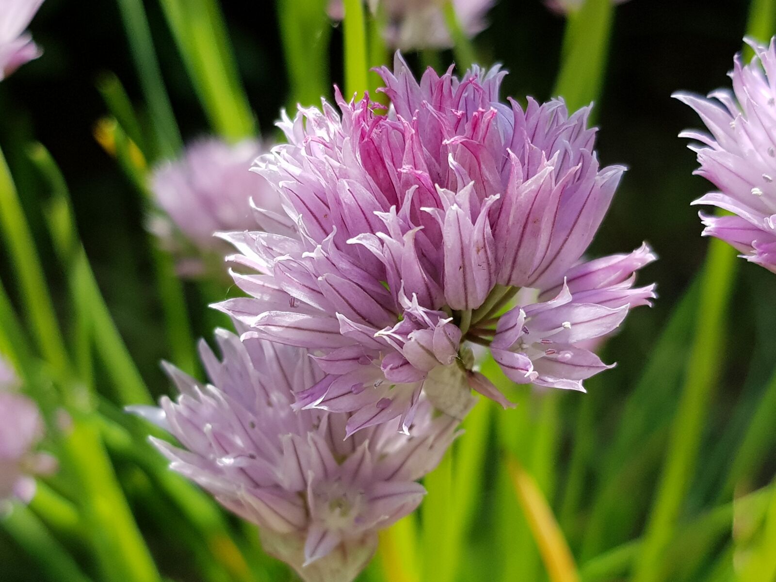Samsung Galaxy S8+ sample photo. Flower, flora, flowers photography