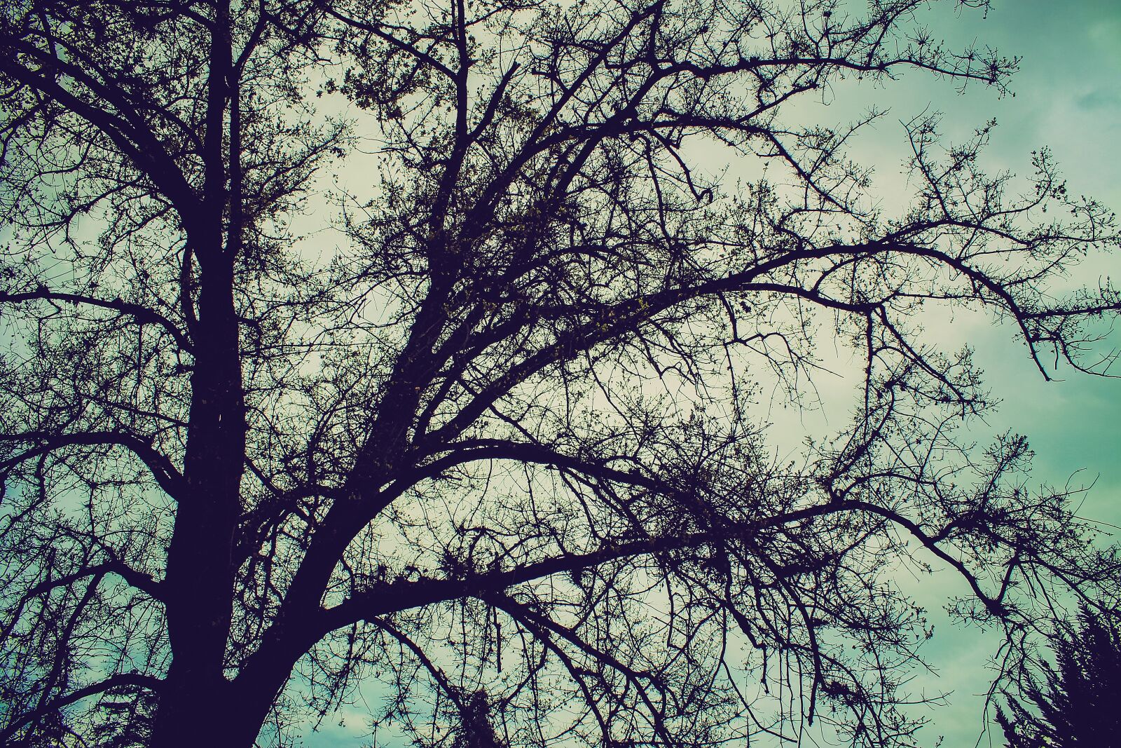 Canon EOS 1100D (EOS Rebel T3 / EOS Kiss X50) sample photo. Tree, branches, winter photography