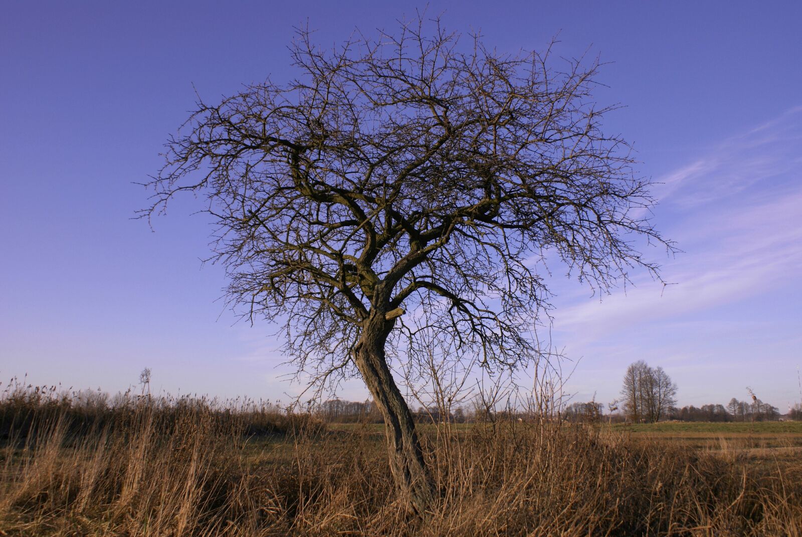 Sony Alpha DSLR-A100 sample photo. Tree, leafless, autumn photography