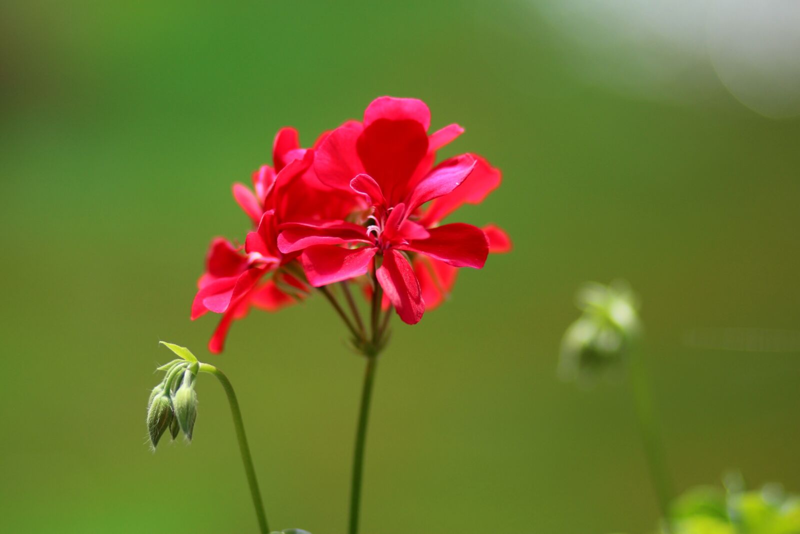 Canon EOS 700D (EOS Rebel T5i / EOS Kiss X7i) + Canon EF 85mm F1.8 USM sample photo. Geranium, flower, red photography