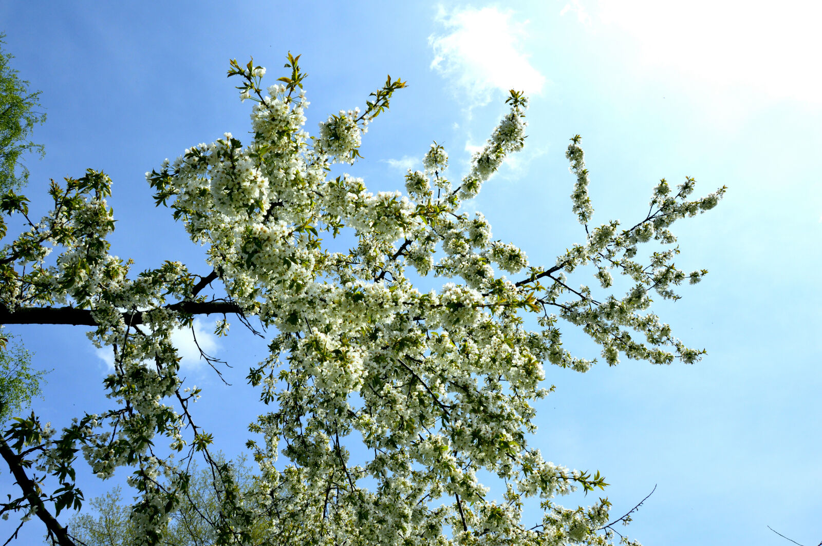 Nikon D3200 sample photo. Drzewa, kwiaty, natura, przyroda photography