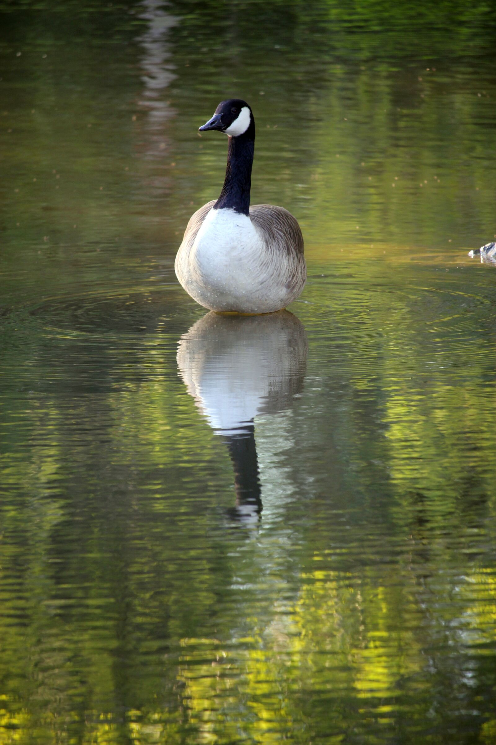 Canon EOS 550D (EOS Rebel T2i / EOS Kiss X4) sample photo. Canadian goose, goose, geese photography