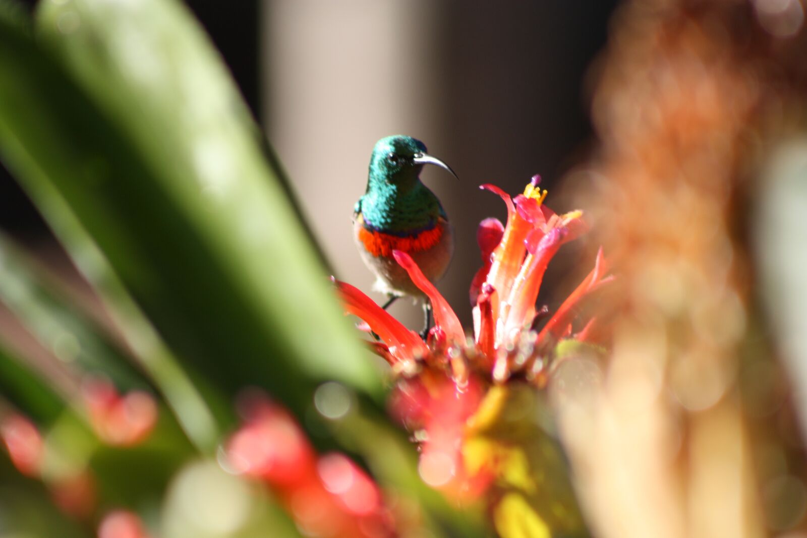 Canon EOS 450D (EOS Rebel XSi / EOS Kiss X2) sample photo. Sunbird, bird, flower photography