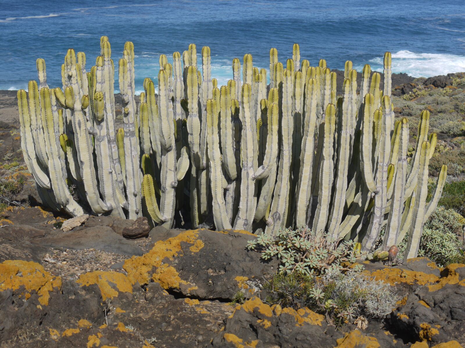 Panasonic Lumix DMC-G1 sample photo. Cactus, canarian spurge, spurge photography