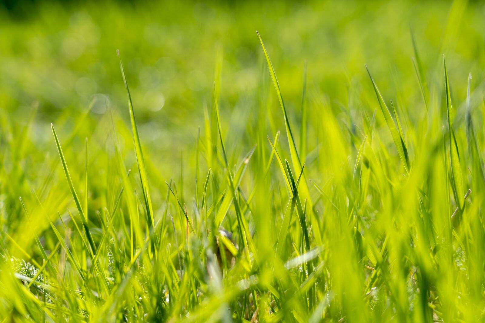 Sony a7 III sample photo. Grass, green, nature photography