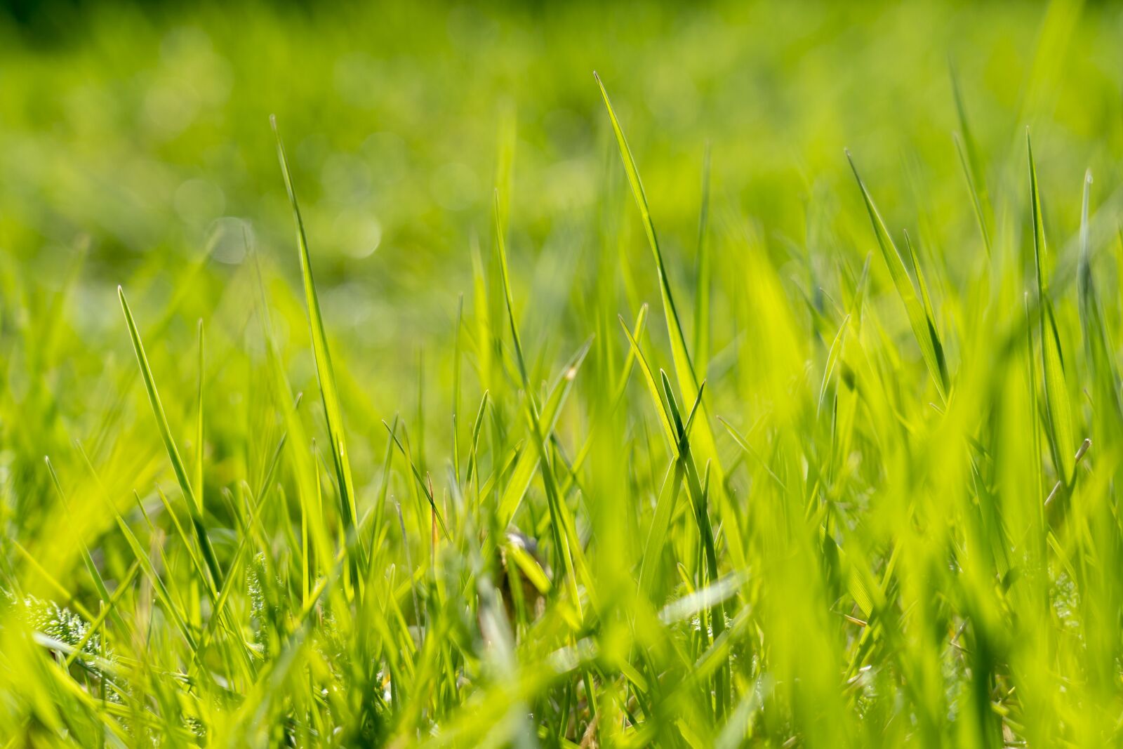 Sony FE 24-105mm F4 G OSS sample photo. Grass, green, nature photography