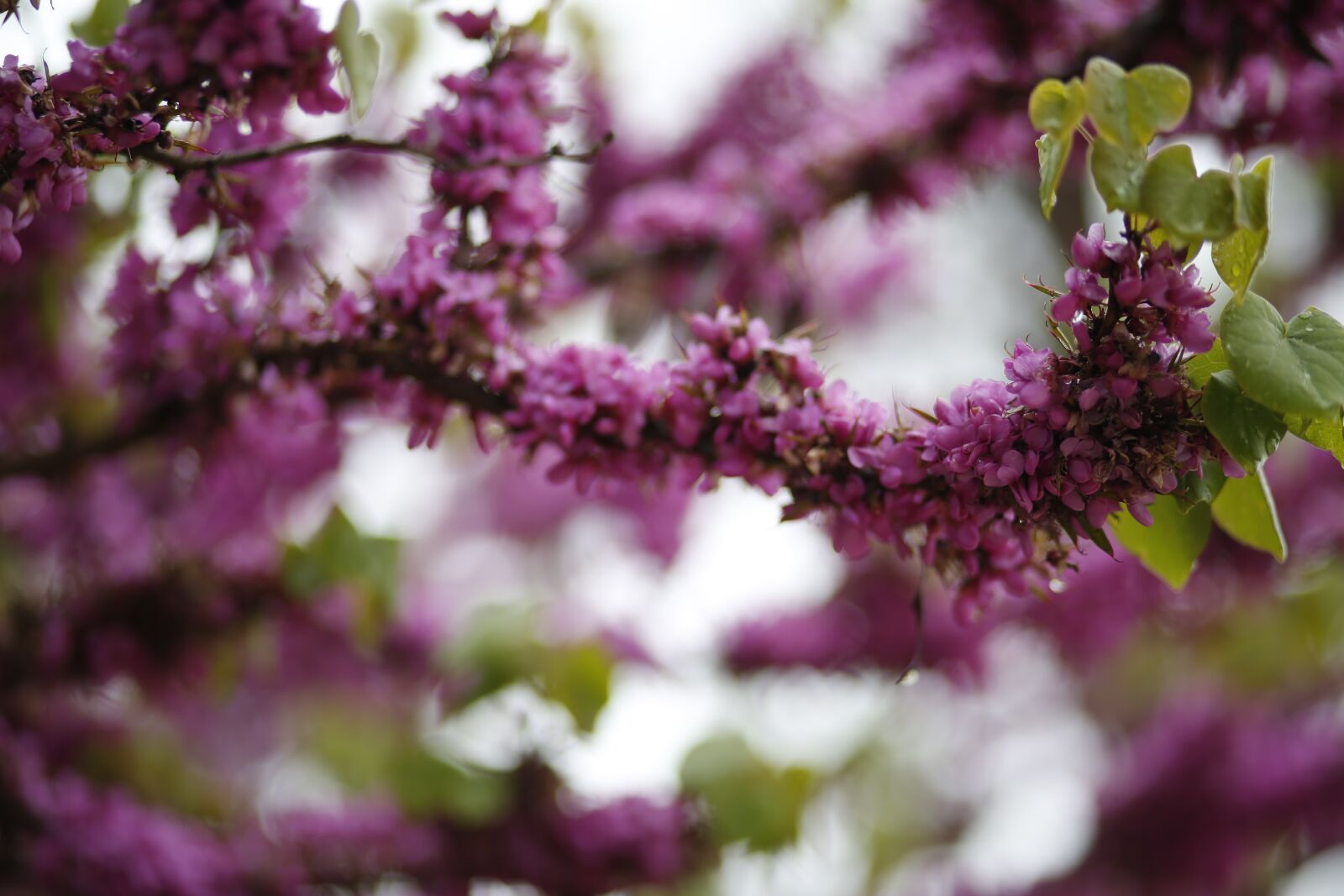 Canon EF 85mm F1.8 USM sample photo. In yunnan province, flower photography