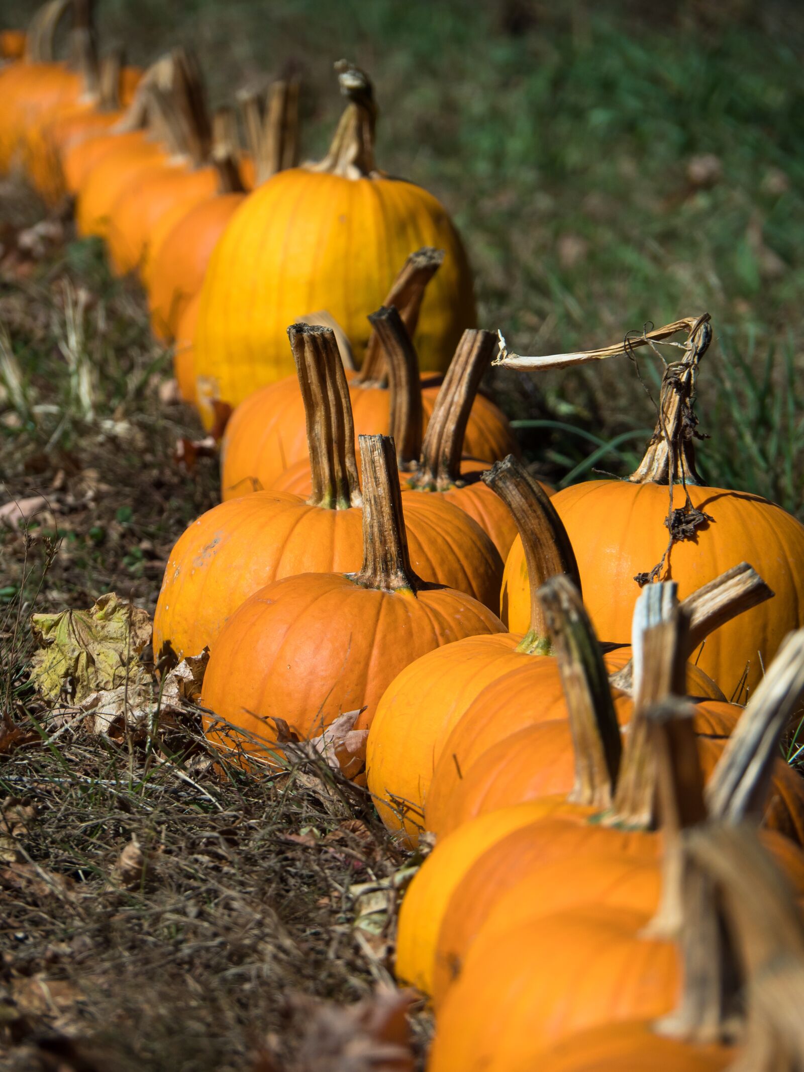 Olympus OM-D E-M1 Mark II sample photo. Pumpkins, autumn, harvest photography