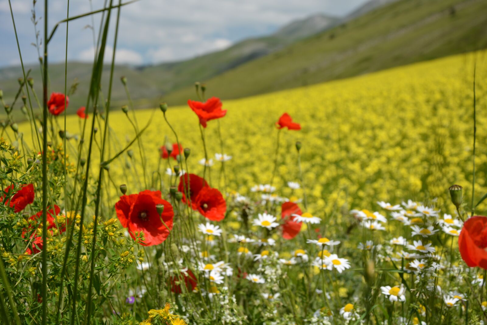 Nikon D7100 sample photo. Bloom, castelluccio di norcia photography