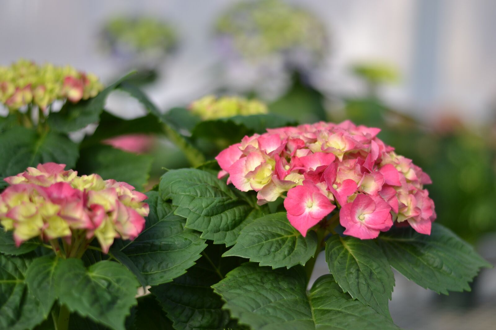 Nikon D3100 sample photo. Hydrangea, plant, flower photography
