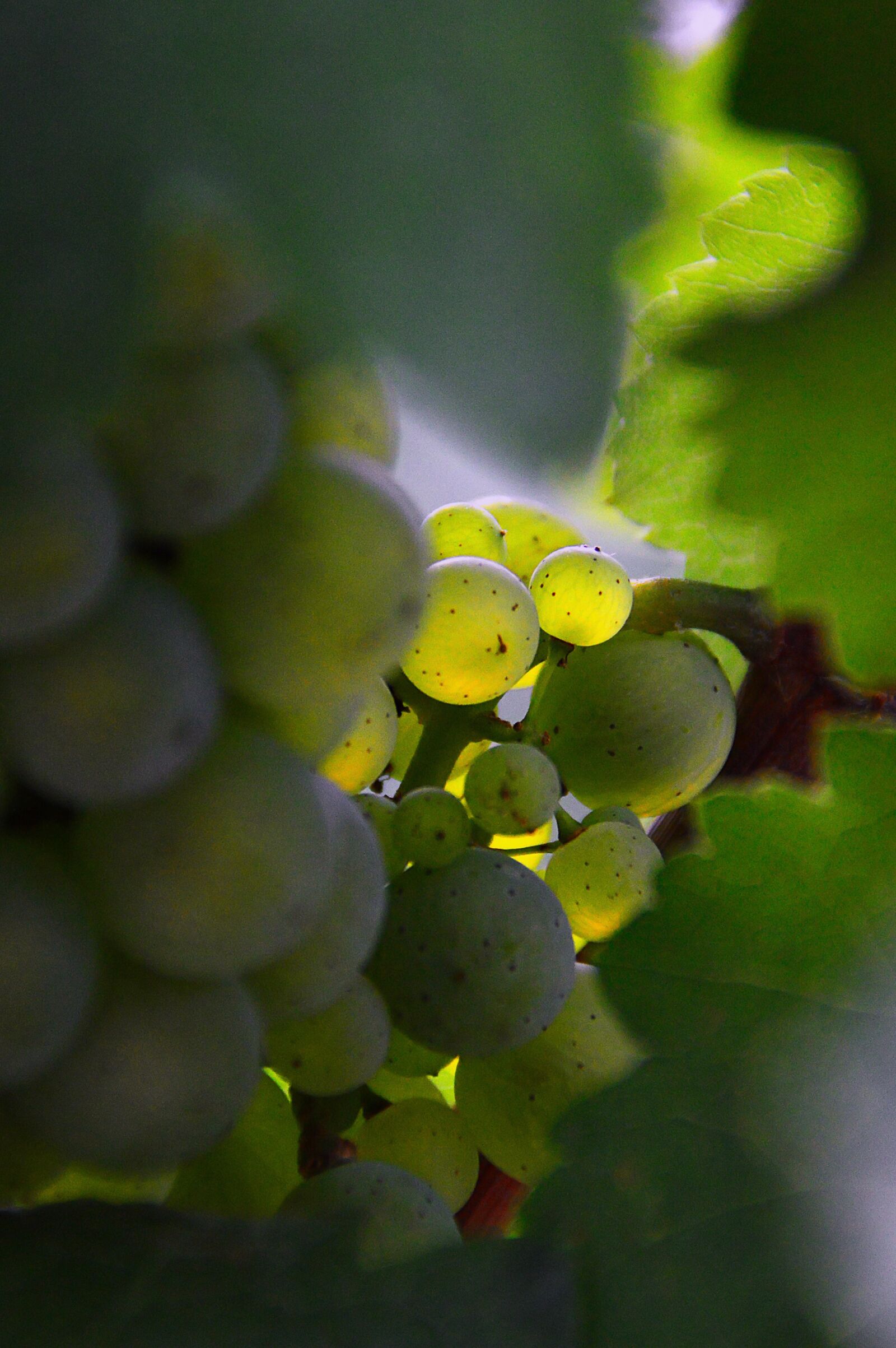 Nikon D3200 sample photo. Grape, green grapes, autumn photography