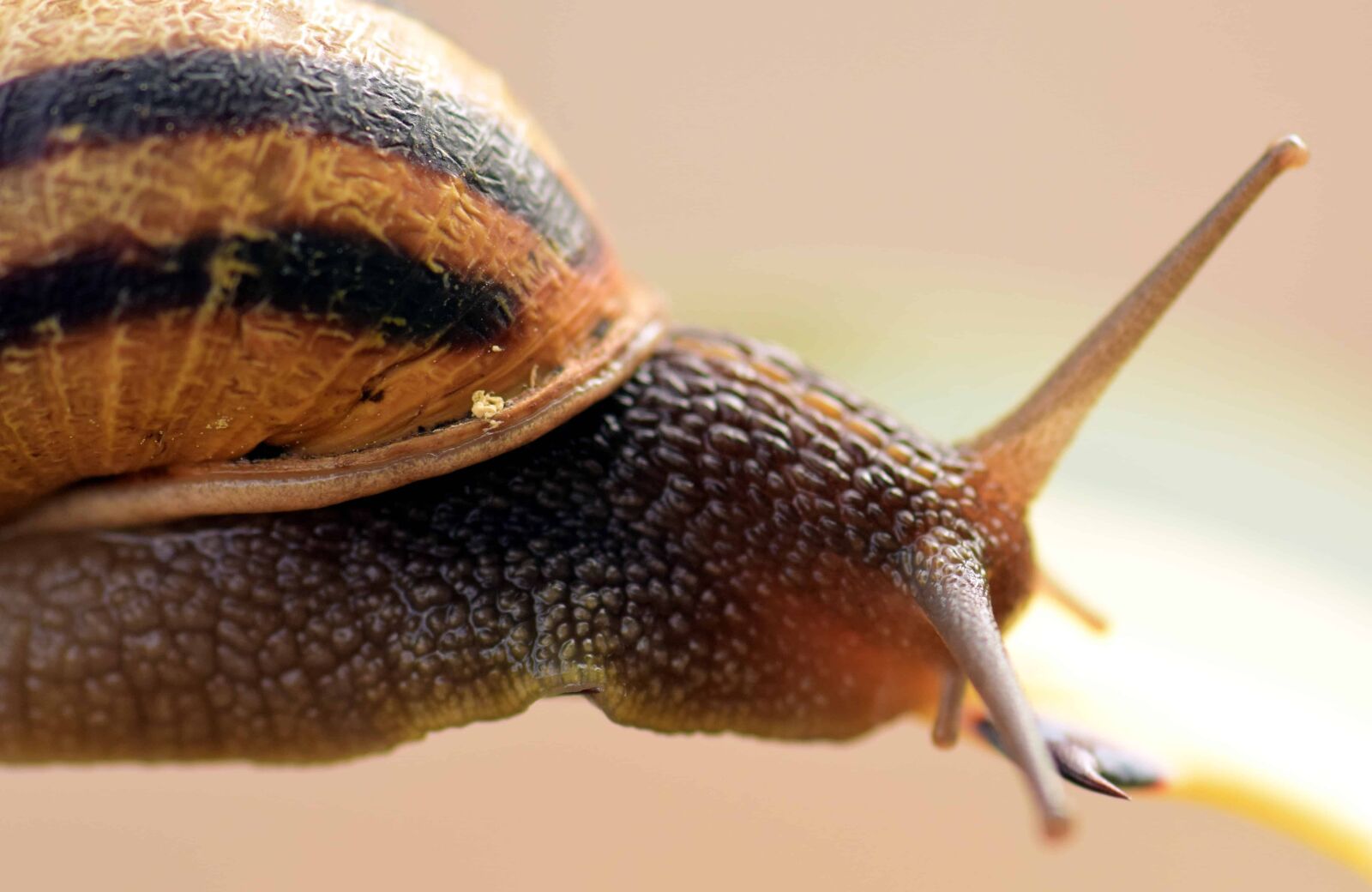 Nikon D3300 sample photo. Snail, detail, animal, nature photography