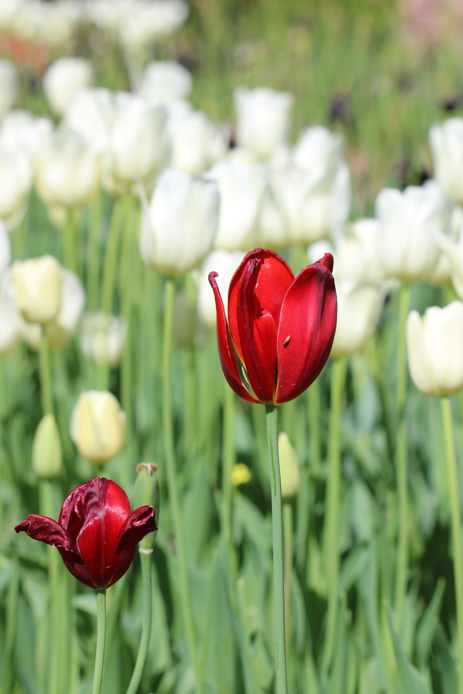 Canon EOS 70D + Canon EF 100mm F2.8 Macro USM sample photo. Tulips, white, pink photography