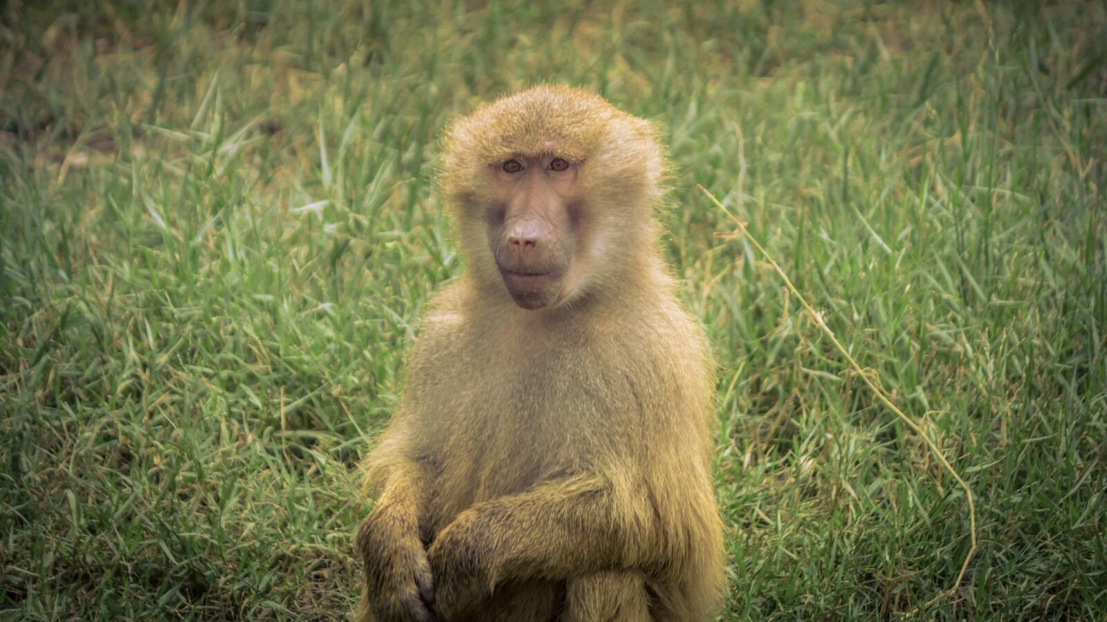 Canon EF-S 55-250mm F4-5.6 IS II sample photo. Monkey, animal, wildlife photography