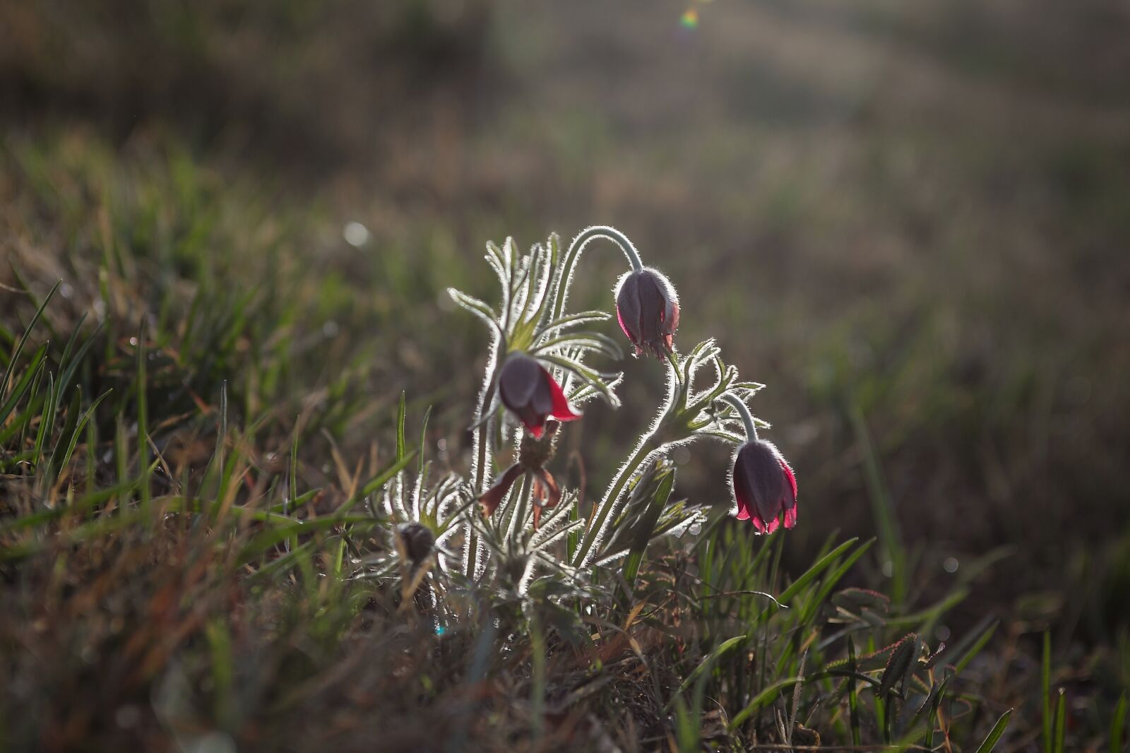 Canon EOS 5D Mark II sample photo. Nature, flowers, grass photography