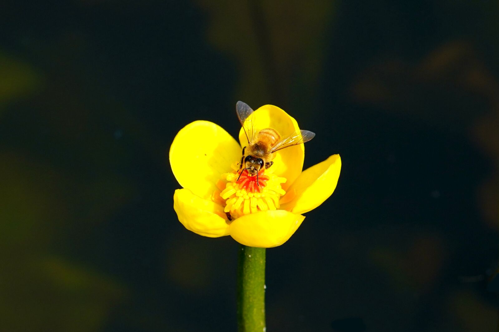 Canon EF 300mm F4L IS USM sample photo. Lotus, pond, bee photography